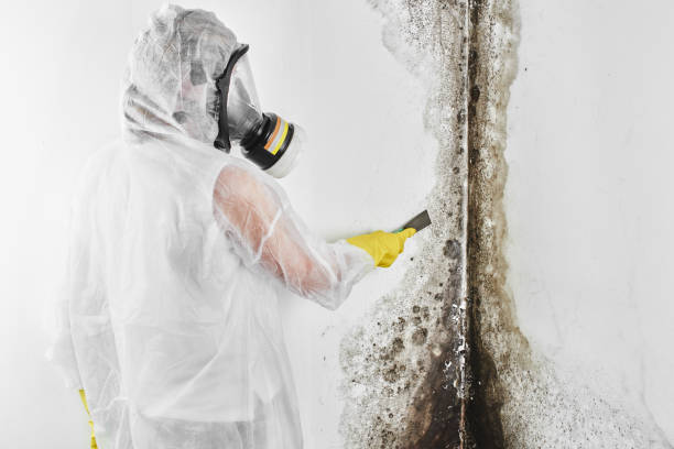 Best Fast Mold Removal  in East Liverpool, OH