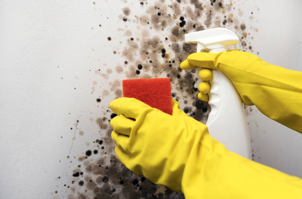 Best Affordable Mold Removal  in East Liverpool, OH