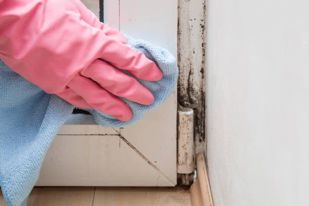 Mold Removal and Inspection in East Liverpool, OH