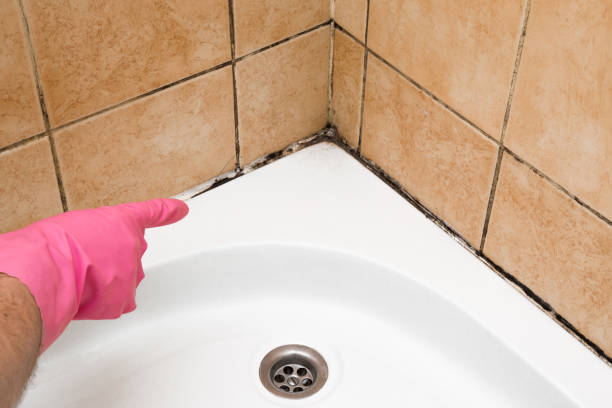 Best Certified Mold Removal  in East Liverpool, OH
