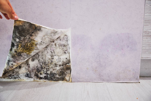 Best Residential Mold Removal  in East Liverpool, OH
